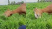 A funny horse lies down on the grass and eats it in an unusual way