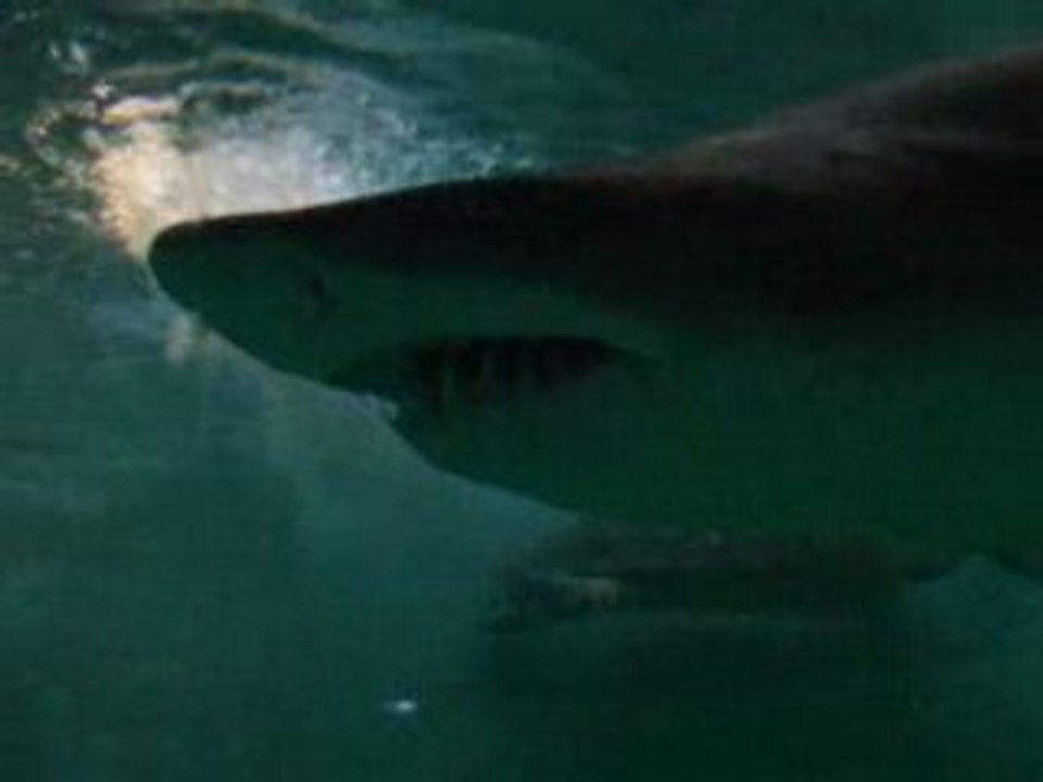 LES REQUINS