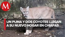 ¡Nuevos integrantes! Zoológico de Chiapas recibe un puma y dos coyotes de Black Jaguar