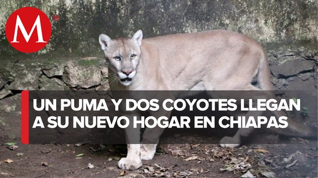 ¡Nuevos integrantes! Zoológico de Chiapas recibe un puma y dos coyotes de Black Jaguar