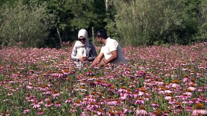 Vanlı çift kiralık arazide yetiştirdikleri ekinezyayı ilaç firmalarına satacak