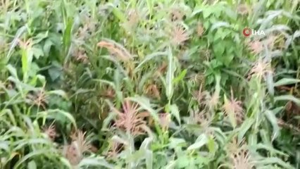 Giresun haberi... Giresun'da domuzlar mısır tarlasına dadandı