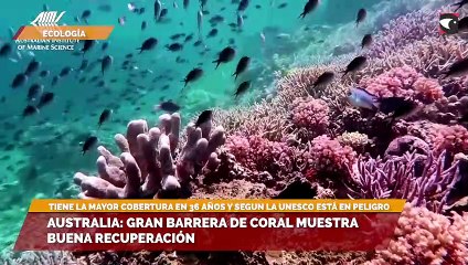 Australia: Gran Barrera de Coral muestra buena recuperación