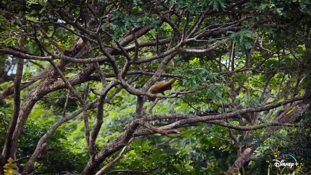 Les pouvoirs extraordinaires de la nature - saison 1 Bande-annonce VO