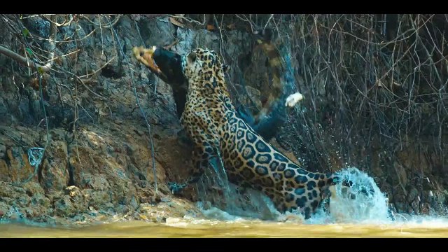 Les aventures extraordinaires de Bertie Gregory - saison 1 Bande-annonce VO