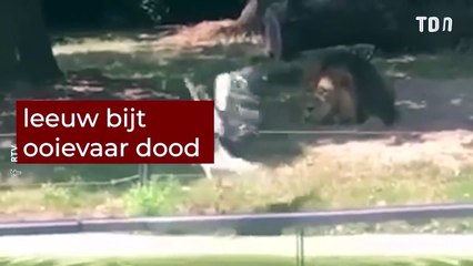 «La loi de la nature»: une cigogne atterrit dans l’enclos des lions au Zoo de Planckendael, ce qui devait arriver est malheureusement arrivé...