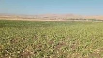 Elazığ haberleri | Elazığ Karakoçan ve Kovancılar'da Çiftçiler, Su Borularının Sık Sık Patlamasından Şikayet Etti