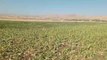 Elazığ haberleri | Elazığ Karakoçan ve Kovancılar'da Çiftçiler, Su Borularının Sık Sık Patlamasından Şikayet Etti