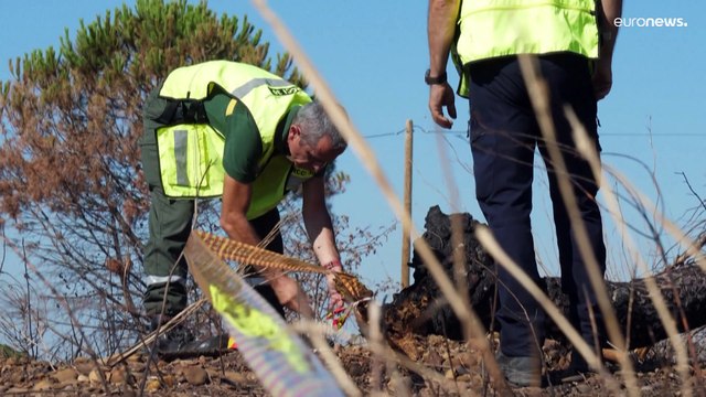 Autoridades e silvicultores franceses procuram origem dos incêndios