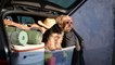 Heading on a road trip with your dog? Keep your pet safe and comfy with these 5 tips