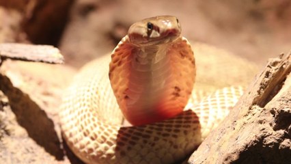 Meet Titan: The venomous snake that is capable of 'killing over 20 men'