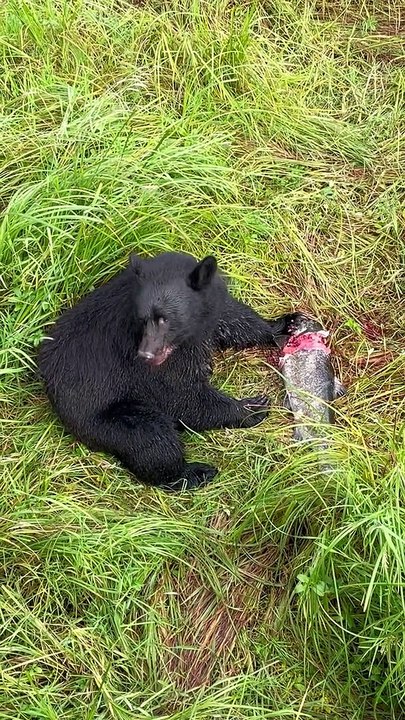 Bear Feasts on Fish