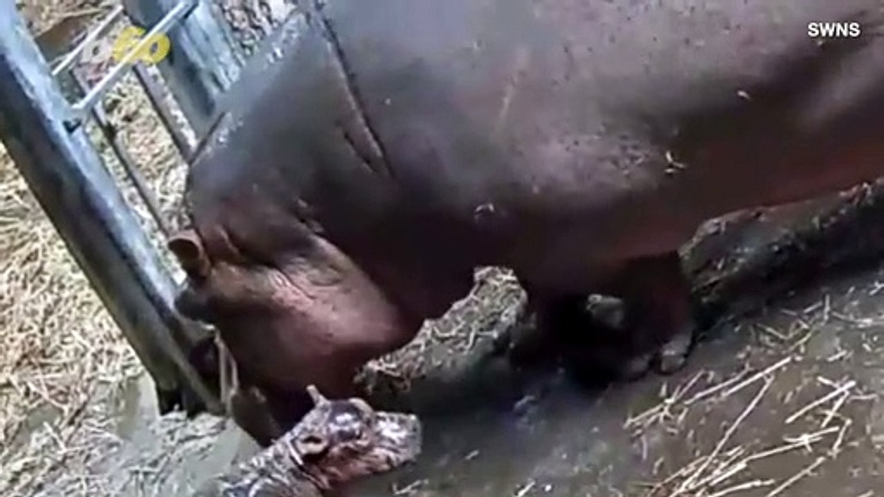 Social Media Baby Hippo Star Just Became a Big Sister