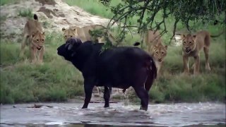 Buffalo vs Lion Pride _ Elephant Became Hero After Save Buffalo From Lion Hunt