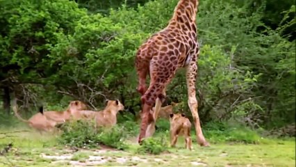 Wildlife Brave Giraffe Kick Five Lion To Save Baby - Power of  LION In The Animal World But FAIL