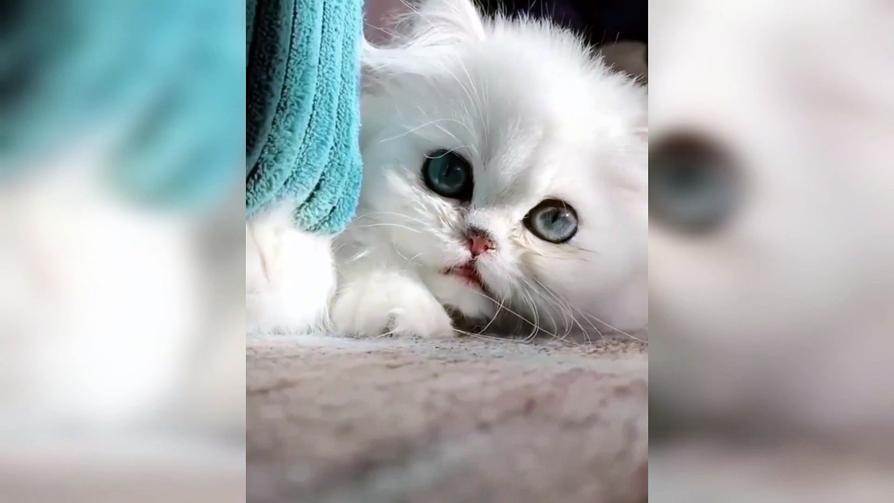 Sooo Sweet ..... Kitty