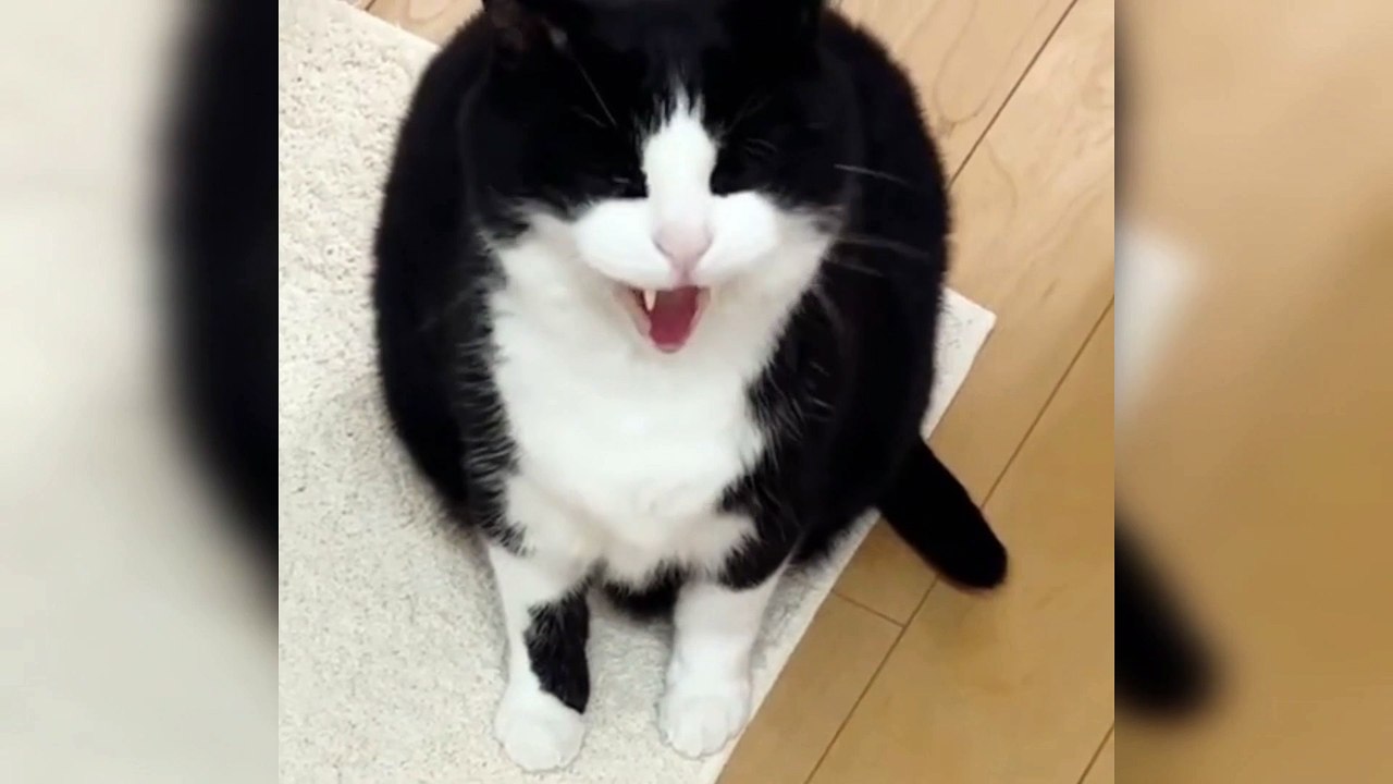Funny Cat Clip