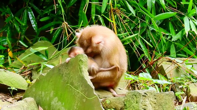 So sad girl RSo sad girl Rainbow !! Miss mom Rose fall in cr-yingainbow !! Miss mom Rose fall in cr-ying