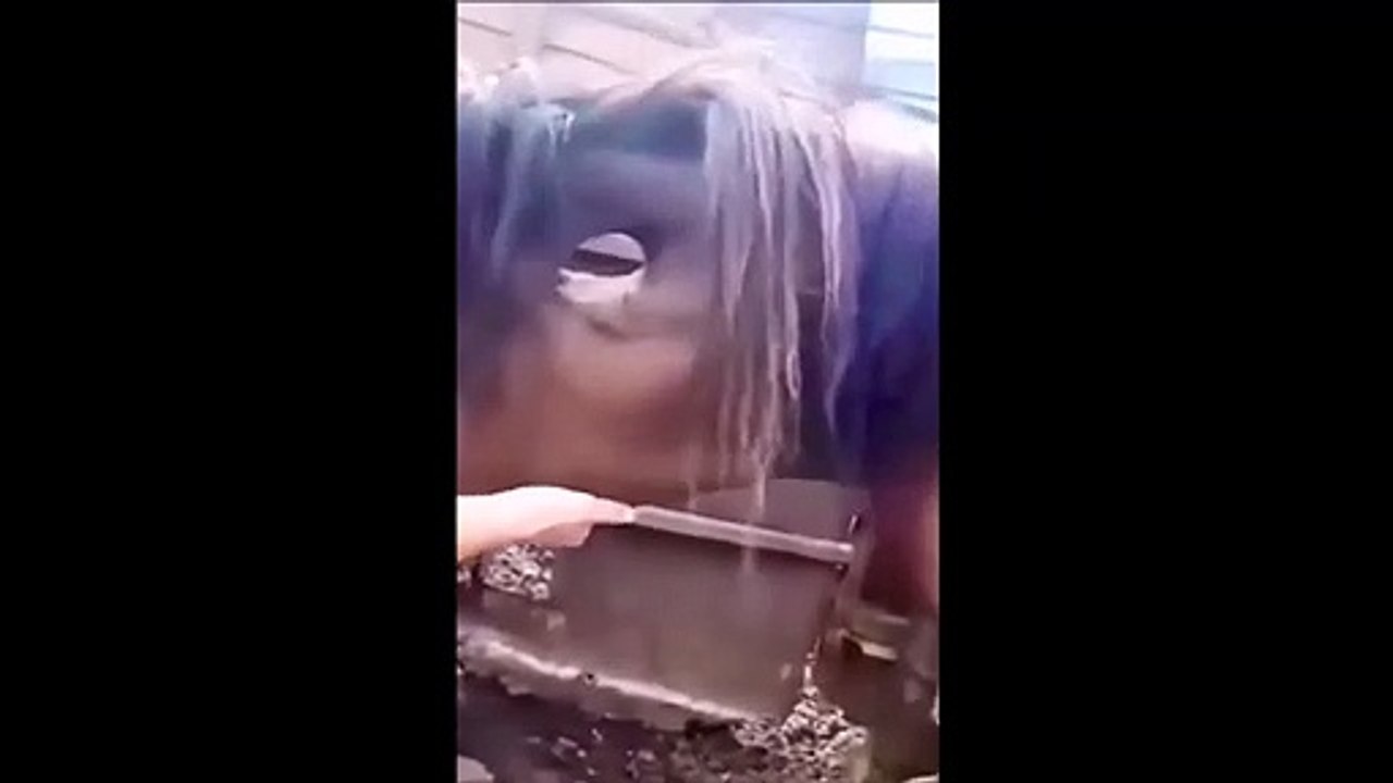 Ce cheval a un petit soucis au niveau du cou mais il le vit très bien