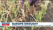 Italy drought: Risotto rice harvest fears as paddy fields dry up amid lack of rainfall