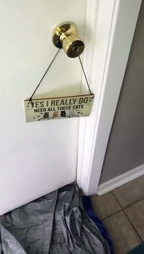 Crazy Cats, Are You Happy? - Hold back your laugh challenge - Daily Cat Video - Funny Cats