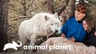 Un equipo médico atiende a "perros lobo" | Dr. Jeff, Veterinario | Animal Planet