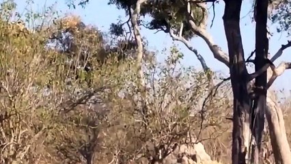 Weird...Gorilla Herd Rescue Impala Success From Leopard Ambush From Tall Tree - Cheetah vs Baboon