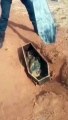 Polícia encontra cadáver de porco decapitado dentro de caixão infantil