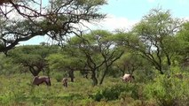 Brave Gemsbok Knock Down Cheetah With Their Horns to Save Baby Gemsbok - Cheetah vs Rabbit, Gemsbok