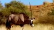 Angry  Gemsbok Herd Destroy Lion King Very Brutally, Unlucky Day Of Lion King   Wild Animal Attack