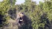 OMG! Hippo Grabs Lion By Its Head and Shows It Who's King Wild Animals - Lion vs Hippo, Elephant