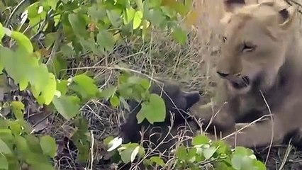 Lion Hunt Baby Gorilla, Herd Gorilla Panic Carry Baby On His Back Run Away - Lion vs Warthog, Baboon