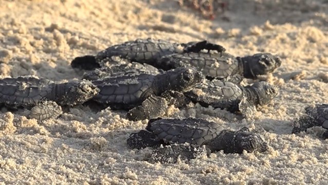 Higher temperatures leading to more female sea turtles