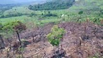 Desmatamento na Amazônia brasileira caiu em julho, mas permanece alto