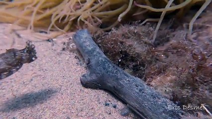Cuttlefish Changes Colors