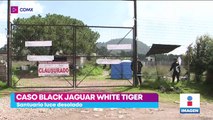 Caso Black Jaguar-White Tiger: santuario luce desolado