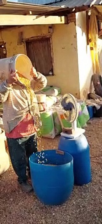 Removing Debris From Corn Without a Sieve