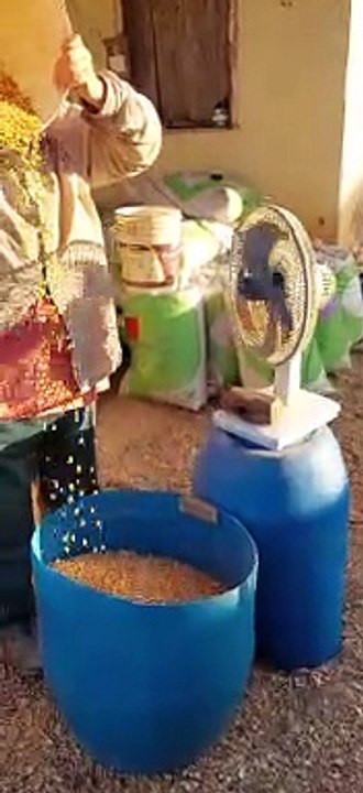 Removing Debris From Corn Without a Sieve