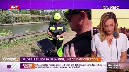 Le béluga, repéré mardi dans la Seine, est en danger car il est entré hier dans une écluse près de Paris et il refuse de se nourrir mettant sa vie en danger