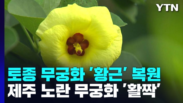 멸종위기 토종 무궁화 '황근' 복원 성공...제주서 '활짝' / YTN
