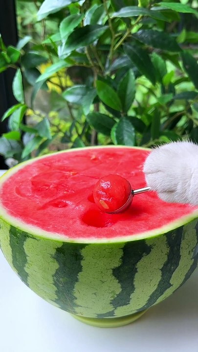 Cat_Makes_Double-flavor_Watermelon_Pot(ASMR)_|_Creative_Food_Recipes_|_Chef_Cat_Cooking_