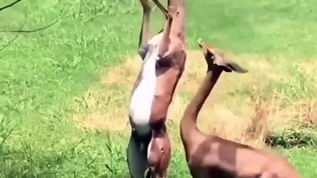 Terrible Power of Impala Horns   Male Lion Save Impala From Wild Dogs – Animals Save Other Animals