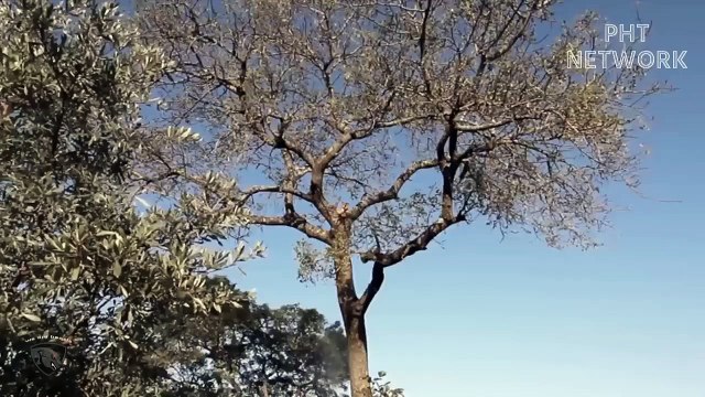 Unbelievable! Lion Cub Are Hit By Buffalo, What Will Mother Lion Do To Save Her Cubs