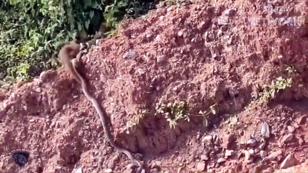 OMG! Cobra Spits Venom To Destroy Mongoose  Snake, Eagle vs Spitting Cobra Attack