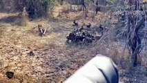 The Baboon Desperately Fight Back With Wild Dogs Pack For The Prey   Wild Animal Attack