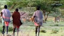 Lion Ruthlessly Attacked Wild Horse  Suddenly The Maasai Tribe Appeared, What Will Happen Next