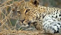 What Makes Warthog Angry Bite Leopard Mercilessly