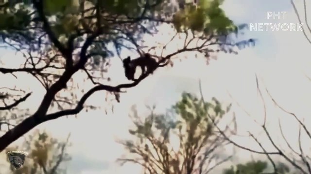 Angry Mother Leopard Attacks Eagle Because It Was Stolen Her Cub By The Eagle Wild animals attack