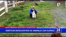 Emocional reacción de animales al encontrase con sus dueños