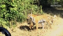 Tiger Recklessly Plunges Off Cliff To Attack Baboon And Large Gaur To Relieve Hunger